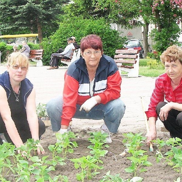 Na zdjęciu: Barbara Chojnacka, Katarzyna  Urbańska i Krystyna Borowicz przy sadzeniu  szałwi i mrozów na jednym z kwietników w  centrum Lipna.