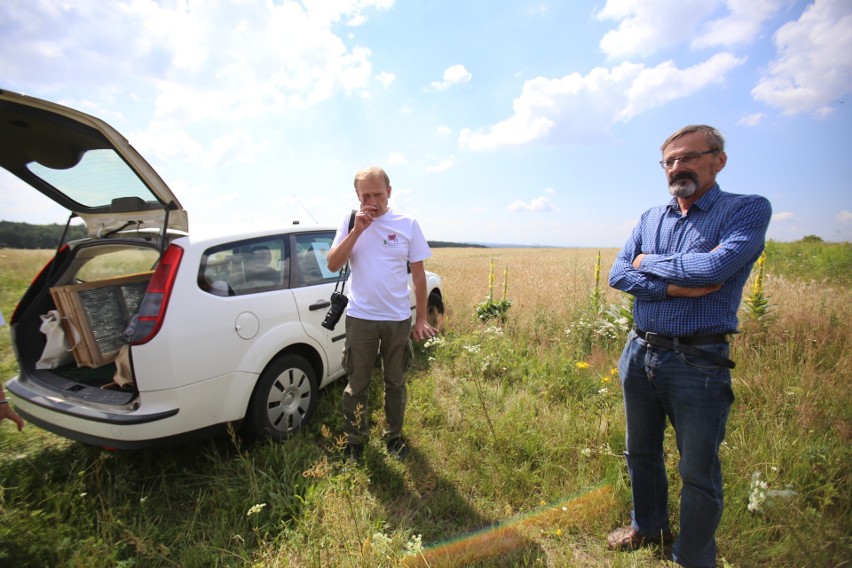 Chomiki zostały wypuszczone na pola w Jaworznie