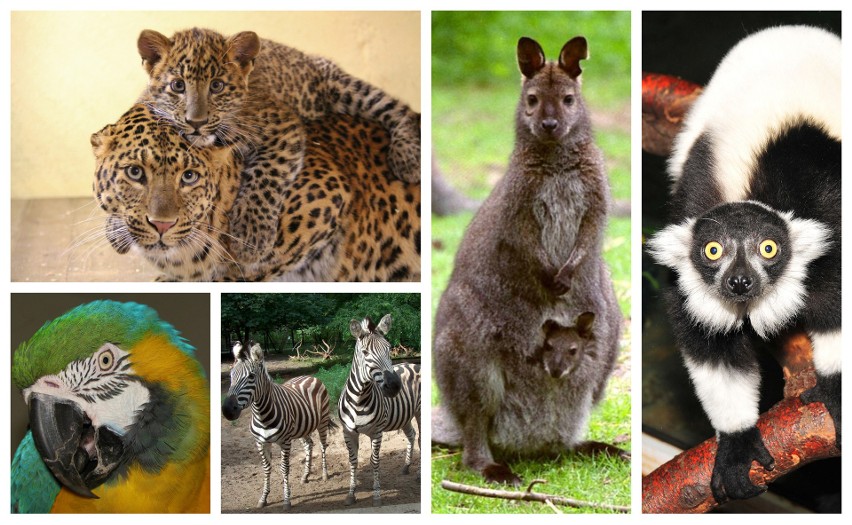 Aż 150 gatunków zwierząt w zoo położonym zaledwie godzinę drogi od Szczecina [ZDJĘCIA] 