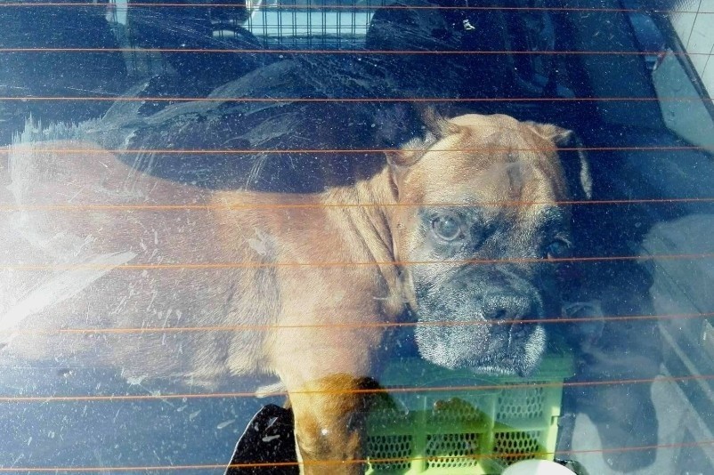 Pies zamknięty w nagrzanym aucie na parkingu Manufaktury