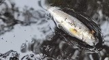 To zakazany w całej Europie pestycyd wytruł ryby w rzece Liśnica w powiecie białogardzkim
