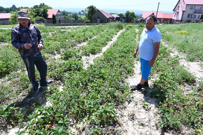 Dramat plantatorów z podkieleckich Bielin. Truskawki gotują się na polach. Będą ogromne straty (WIDEO, ZDJĘCIA)