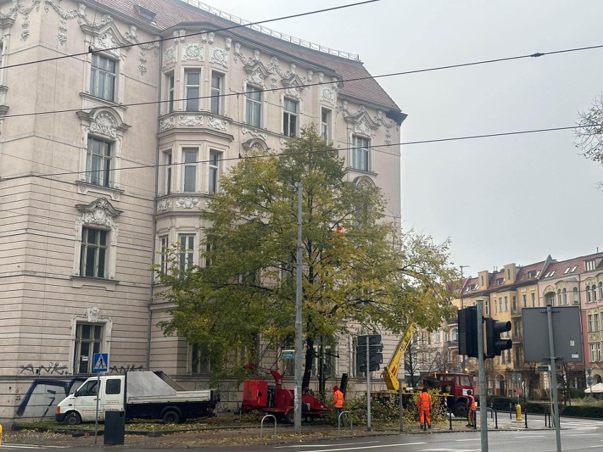 Szczecin. Wycięto lipy w centrum miasta. Radny alarmuje 