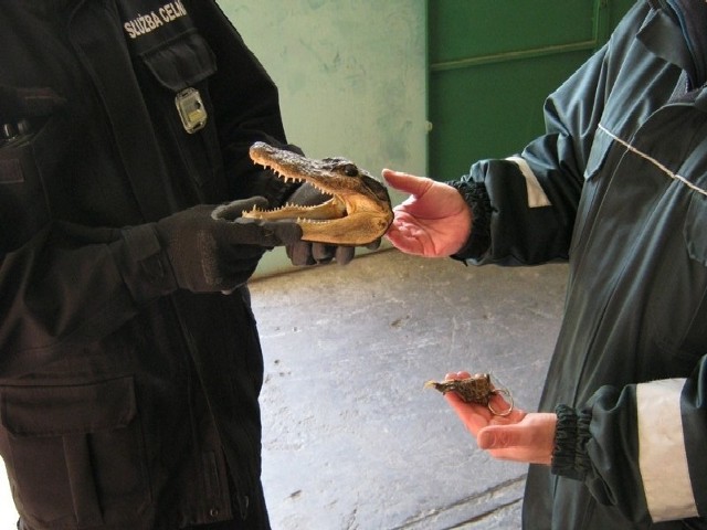 Głowa aligatora trafiła do Polski w paczce z USA.