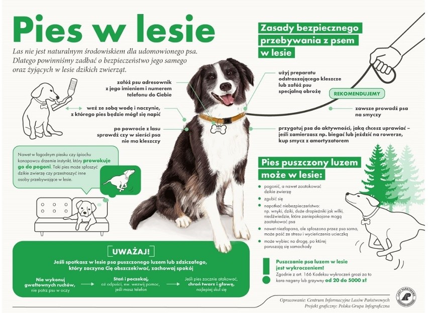 Lasy Państwowe opublikowały infografikę, podpowiadającą...