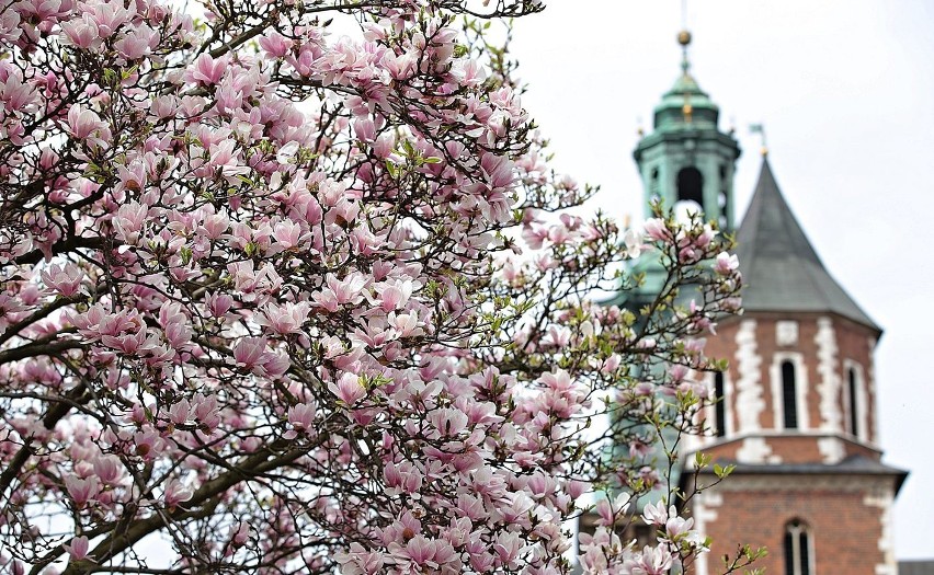 Piękna magnolia zakwitła na wzgórzu Wawelskim