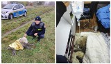 Strażnik miejski z Brzegu uratował porzuconego przy Odrze psa. Wychłodzony i wycieńczony czworonóg trafił do brzeskiego schroniska
