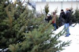Oddawanie drzewek świątecznych