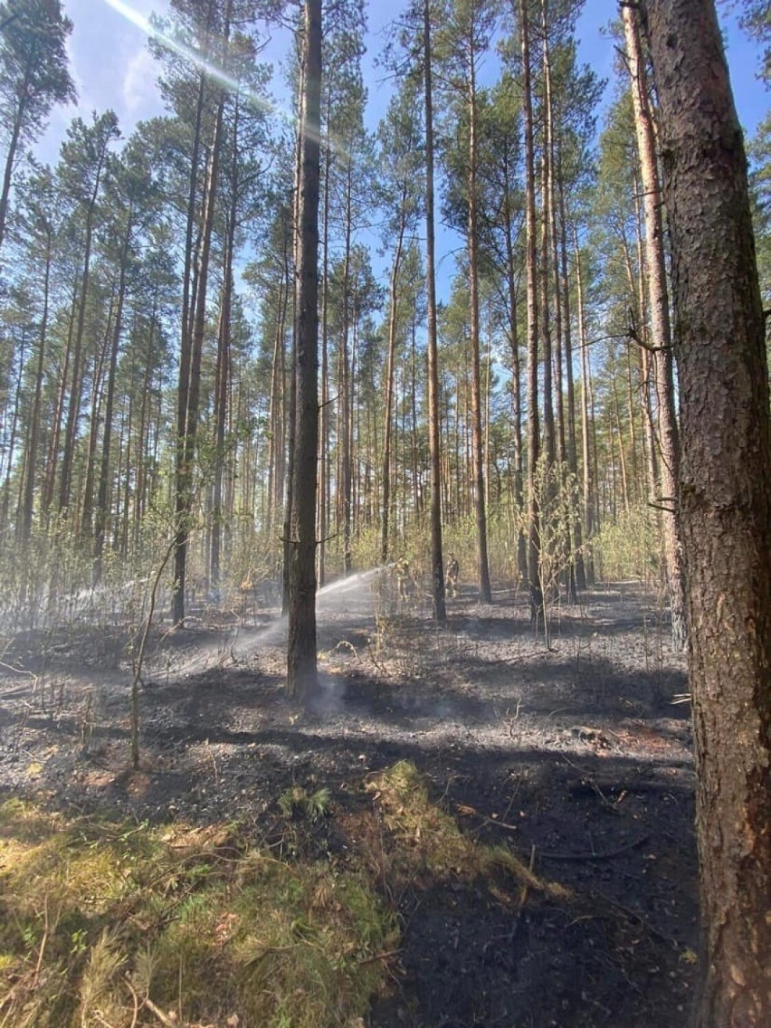 Pożar lasu w Juszkowie. Leśnicy przypominają o bezpieczeństwie w lesie