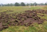 Dziki już nie atakują boiska w Kotowicach