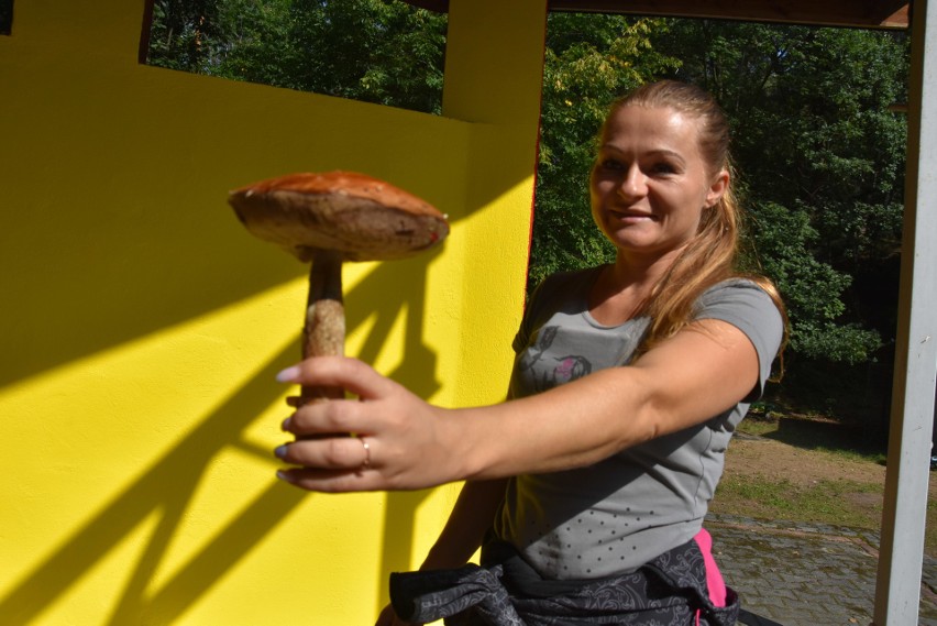 Wielkie Grzybobranie w Rybniku, czyli Mistrzostwa Śląska.