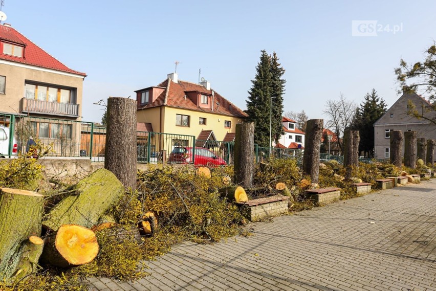 Wycinka drzew przy ul. Reymonta na Pogodnie w Szczecinie. Miasto: "Wycięto 15 sztuk drzew bez konsultacji z nami"