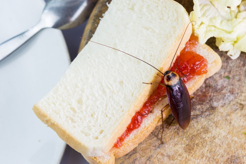 Karaluchy i pluskwy niespodziewanie mogą pojawić się w...