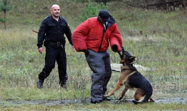 Wojewódzkie zawody tresury psów policyjnychPolicja Kwiatkowski Radosław  KMP  Bydgoszcz pies Ananas
