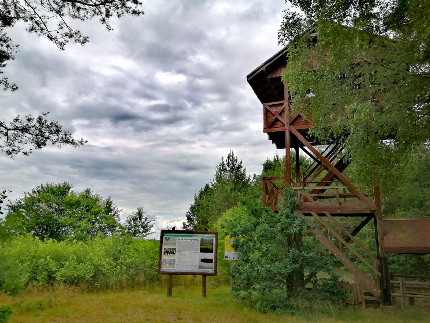 Na terenie parku występuje 35 gatunków drzew, 30 gatunków...