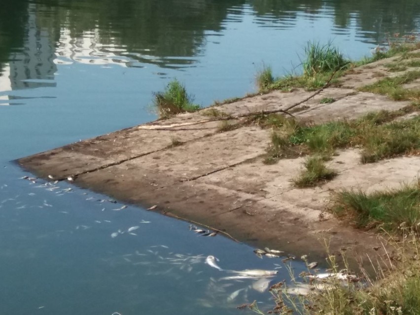 Tysiące śniętych ryb w stawie na rzece Sokołówce przy ul. Liściastej FILM!!! Aktualizacja 