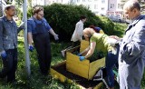 "Skwer Lawendowy" w Grudziądzu: akcja sadzenia ziół. Odnowiono też ławki [zdjęcia] 