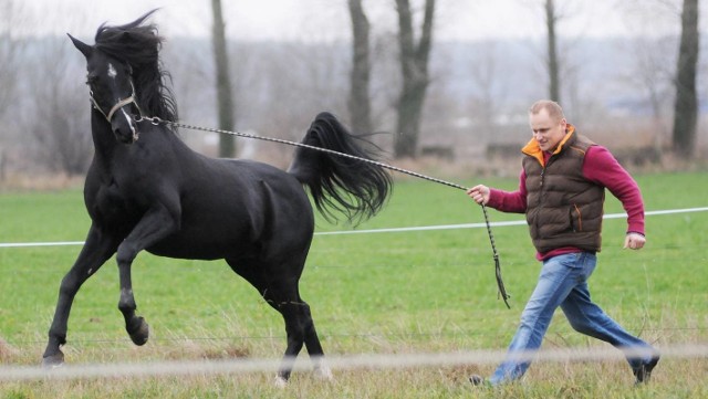 Piękny ogier Black Shadow do stadniny Przemysława Sawickiego przyjechał pięć lat temu z Niemiec. - Ma rzadką wśród koni arabskich karą maść - podkreśla właściciel.