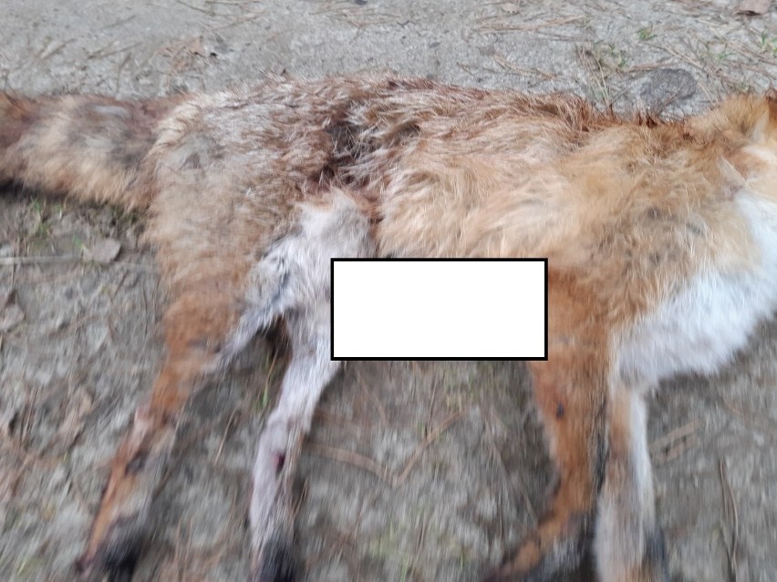 Postrzelony lis we wsi Brzeziniec pozostawiony na śmierć (zdjęcia)