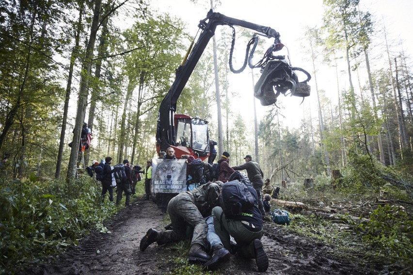 Największa blokada wycinki w Puszczy Białowieskiej (zdjęcia)