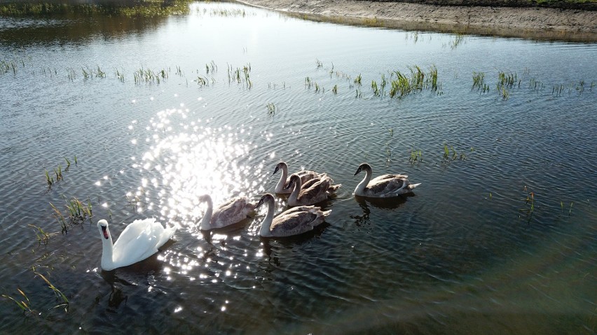 W gminie Radoszyce powstał malowniczy, 23-hektarowy zalew. Otwarcie wiosną przyszłego roku. Zobacz zdjęcia i wideo z lotu ptaka