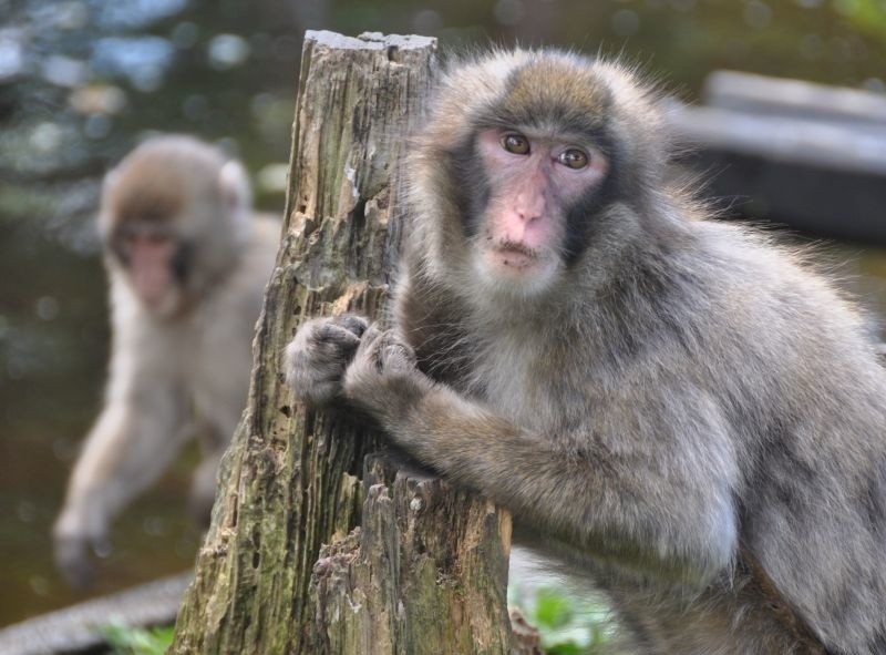 Austria. Jak żyją makaki japońskie? O tym można się przekonać w parku Affenberg w Karyntii.