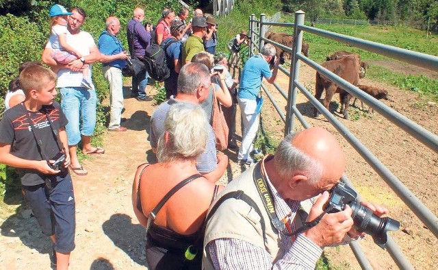 Karmienie żubrów odbywa się w godzinach 7.30-8.30 i 13-14. Wtedy są one najbliżej tarasów i miejsc widokowych.