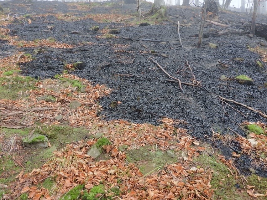 Bieszczadzki Park Narodowy ocenia straty po pożarze na Połoninie Caryńskiej [ZDJĘCIA]