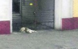 Pies leżał przy drodze w Lipnie. "Kierowca go potrącił i odjechał!"