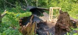 Wciąż można zobaczyć podpalony Dąb Rzeczypospolitej. Na jego miejscu rośnie nowy dąb, wyhodowany z żołędzia pomnika przyrody. Zdjęcia