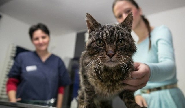 Dobry weterynarz to prawdziwy skarb. Wiedzą o tym doskonale właściciele zwierząt, którzy ze swoimi pupilami odwiedzają gabinety weterynaryjne. W Toruniu jest wielu dobrych lekarzy zwierząt. Jak wybrać tego, który jest najlepszy?  Nasz ranking sporządziliśmy na podstawie liczbie opinii z Googla. Który gabinet ma ich najwięcej?Czytaj dalej. Przesuwaj zdjęcia w prawo - naciśnij strzałkę lub przycisk NASTĘPNE