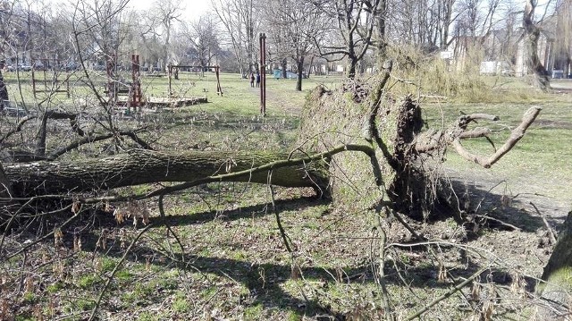 W Czeladzi w niedzielę, 19 marca, w dzielnicy Piaski wichura powaliła drzewa. Strażacy już rozpoczęli usuwanie powalonych konarów. Na szczęście nikomu nic się nie stało. Zniszczony został między innymi kosz do koszykówki z tablicą, ponieważ jedno z drzew runęło na boisko