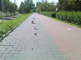 Ścieżka rowerowa w Lublinie zanieczyszczona przez końskie odchody