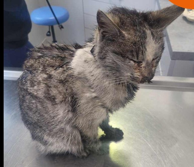 Kotkę znaleziono pośrodku Szosy Lubickiej w Toruniu, porzucona i skrajnie wycieńczoną. Fundacja KOT serdecznie prosi o wsparcie na rzecz jej leczenia - kolejny dzień kotka walczy o życie w szpitaliku.