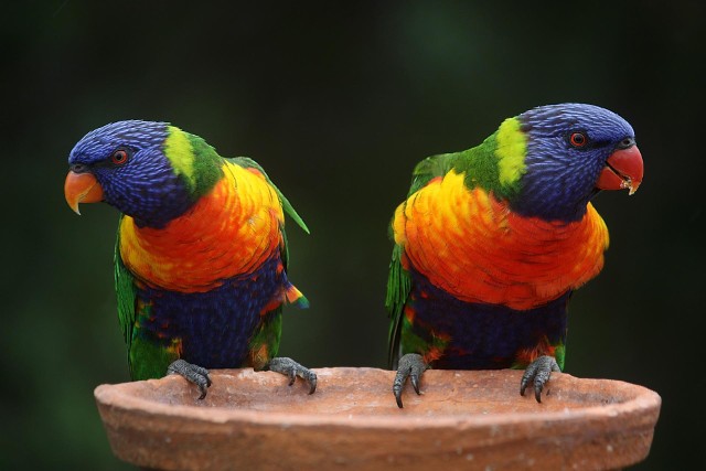 Nietypowe łupy sokólskich złodziei: papugi (zdjęcie ilustracyjne)