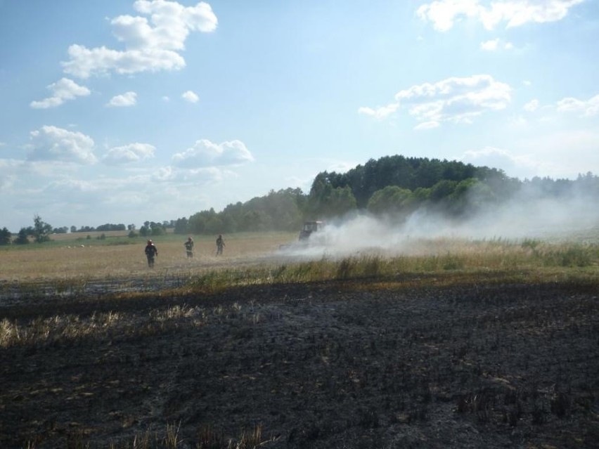 Długa Goślina: Spłonęło 20 hektarów pola ze zbożem