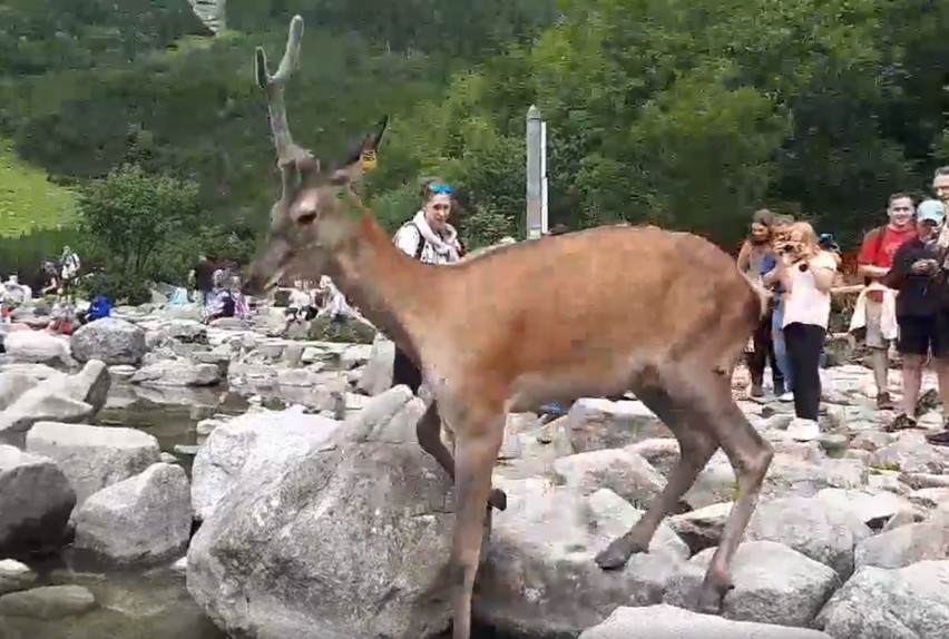 Tatry. W Morskim Oku jeleń nie boi się tłumu turystów [ZDJĘCIA]