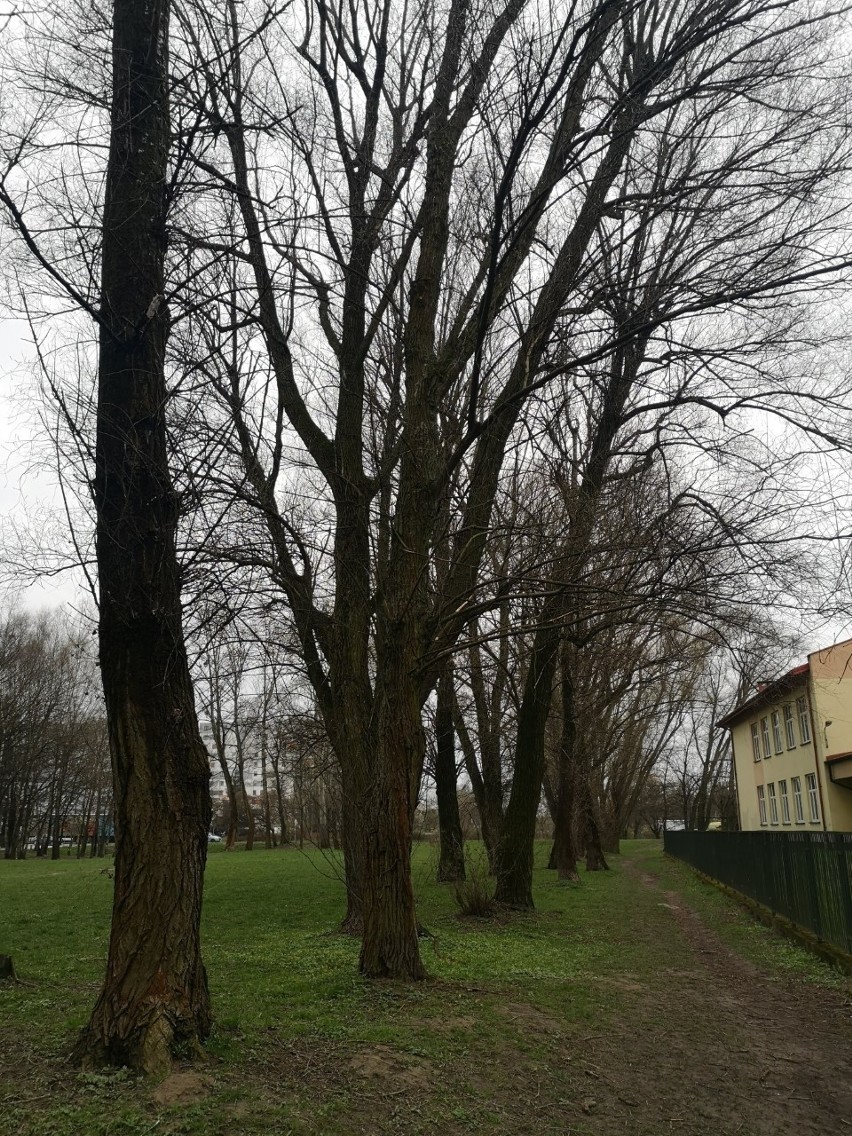 Kraków. W Płaszowie szykuje się wycinka drzew. Czy musi do niej dojść?