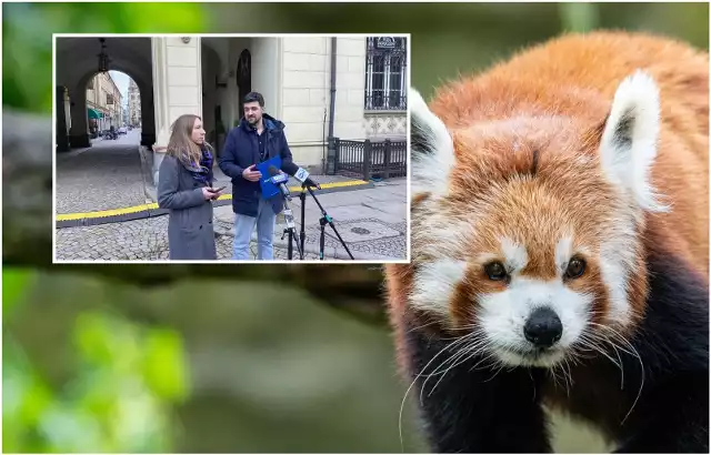 Małe pandy zdechły we wrocławskim zoo. Politycy klubu Nowa.PL (Nowoczesna) wzięli pod lupę ogród zoologiczny