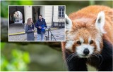 Dwie małe pandy padły we wrocławskim zoo. Politycy mówią o skutkach "kolesiostwa" i nepotyzmu w miejskich spółkach