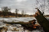 Tragedia w lesie. Zginął ojciec siedmiorga dzieci