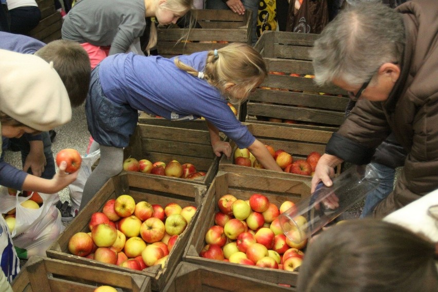 11 ton jabłek dla Szkoły Podstawowej nr 34 [ZDJĘCIA+FILM]