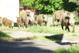 Zielona Góra. Plan redukcji liczby dzików w większości już wykonany. Ile sztuk zwierząt odstrzelono? 