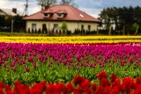 Plantacja tulipanów w Chrzypsku Wielkim. To nie Holandia, to Wielkopolska! Kwitną tam miliony tulipanów. Zobacz!