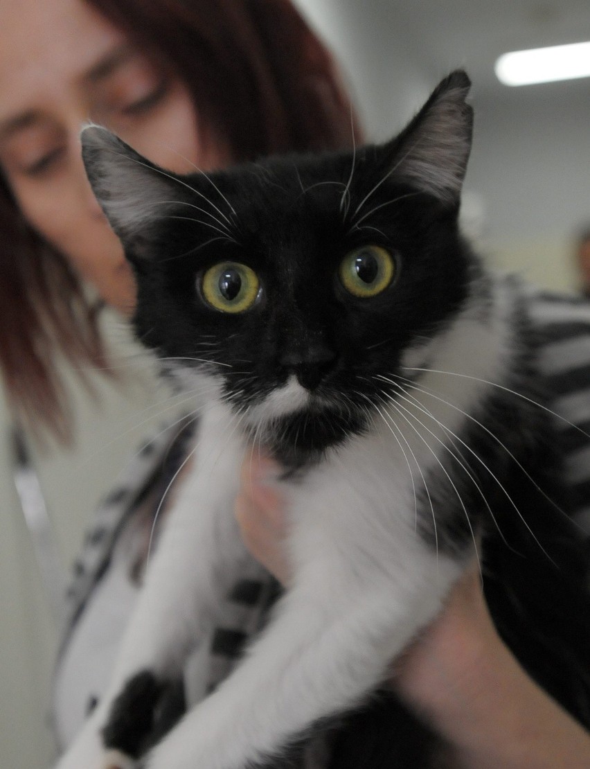 Koty do adopcji: W poniedziałek przyjdź do lubelskiego schroniska dla zwierząt (FOTO) 