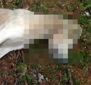 Brutalne zabójstwo psa w gminie Sławno. Wysłali sznur do badań