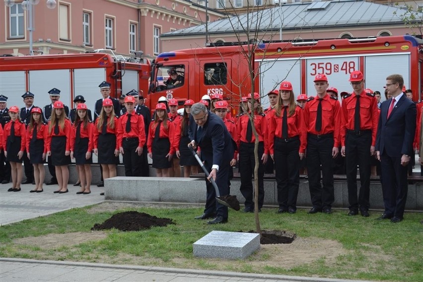 Częstochowa: Wyrwali Dąb Wdzięczności, który zasadził prezydent Komorowski [ZDJĘCIA]