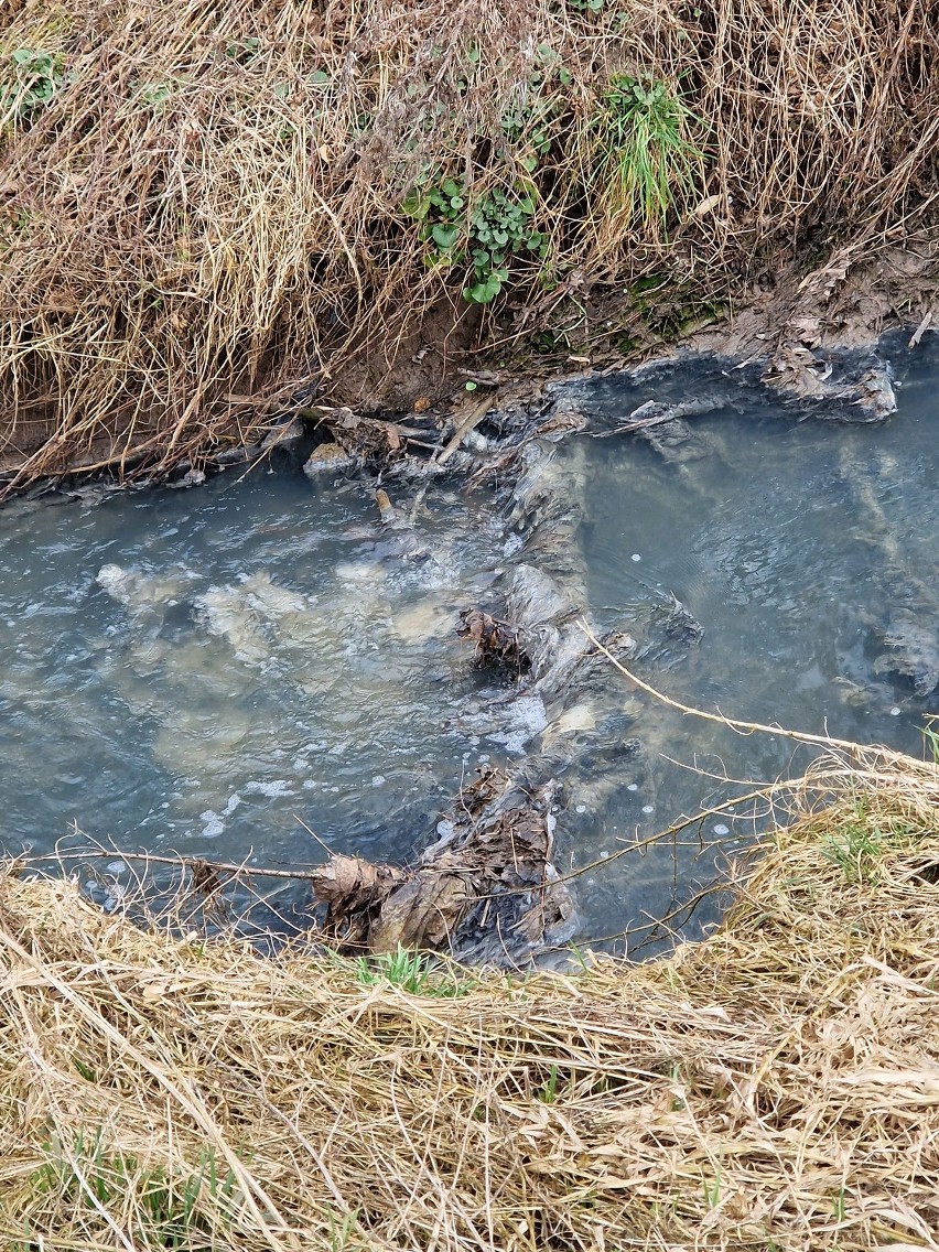 Ścieki płynące potokiem Olszanickim zanieczyszczają Rudawę