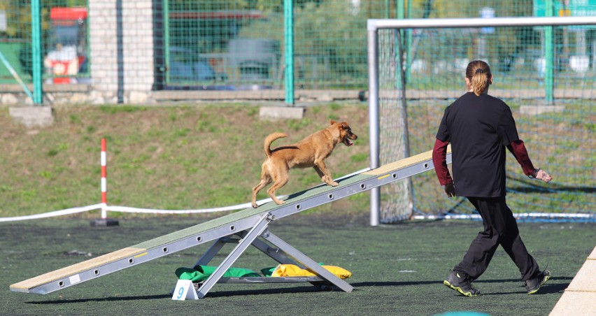 Finał Pucharu Polski Agility w Będzinie ZDJĘCIA. Zobaczcie, jak rywalizują psiaki 