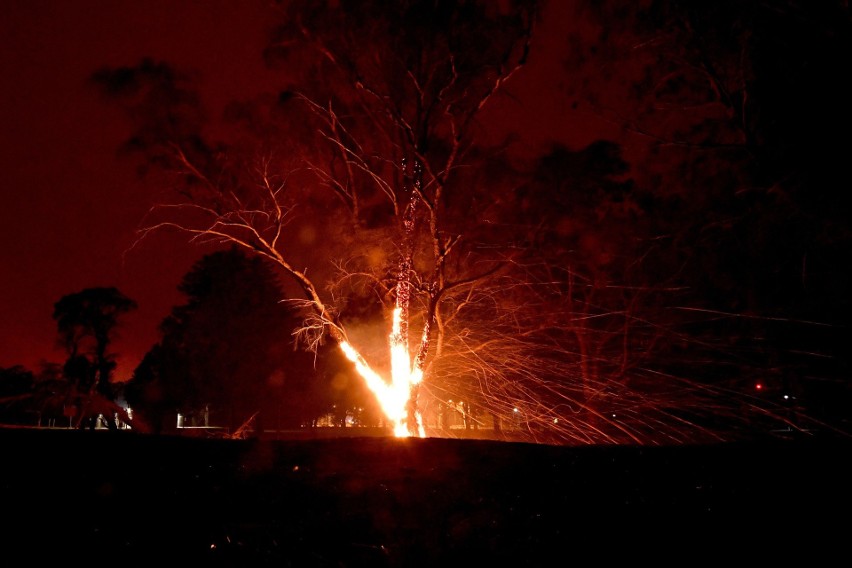 Australia: Pożary buszu mogą trwać jeszcze wiele miesięcy. Giną ludzie i zwierzęta [ZDJĘCIA] [WIDEO]